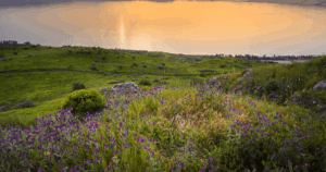 picture of Israel landscape with flowers for the article titled The Hand of the Lord Uproots and Plants
